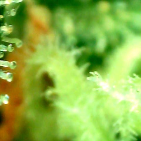 Auto Northern Lights growlog timeline photo