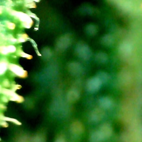 Auto Northern Lights growlog timeline photo