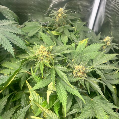 Auto Northern Lights growlog timeline photo