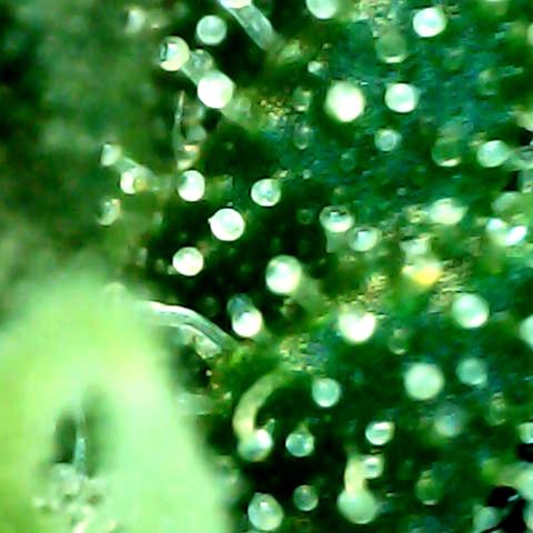 Auto Northern Lights growlog timeline photo