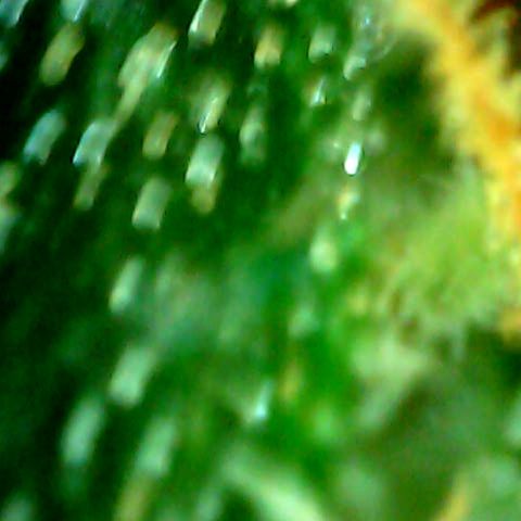 Auto Northern Lights growlog timeline photo