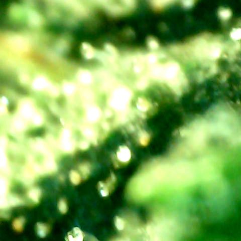 Auto Northern Lights growlog timeline photo