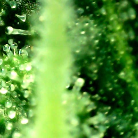 Auto Northern Lights growlog timeline photo