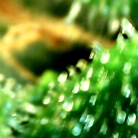 Royal Kush Automatic growlog timeline photo