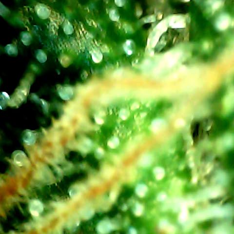 Royal Kush Automatic growlog timeline photo