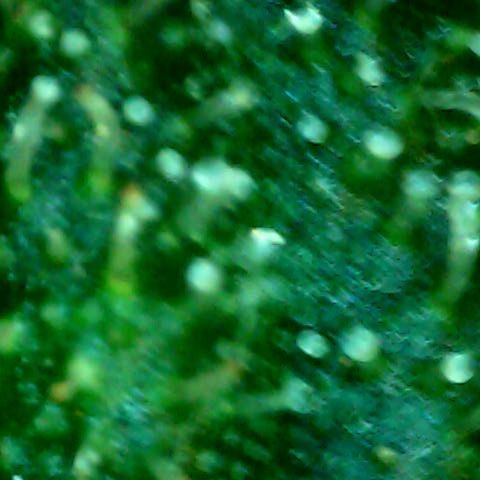 Royal Kush Automatic growlog timeline photo