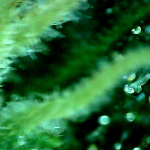 Royal Kush Automatic growlog timeline photo