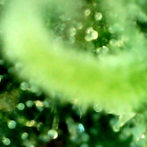 Royal Kush Automatic growlog timeline photo