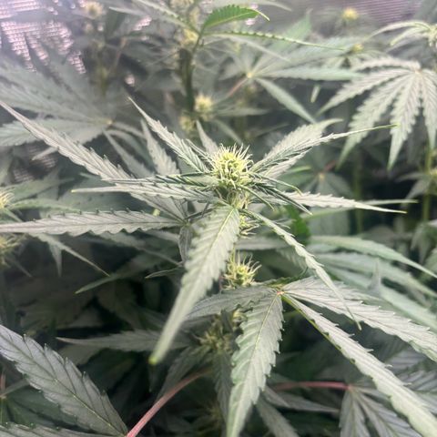 Mimosa Automatic growlog timeline photo
