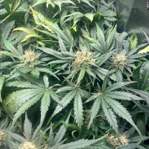Royal Kush Automatic growlog timeline photo