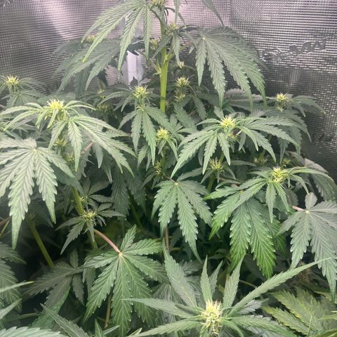 Lemon Wonder Automatic growlog timeline photo