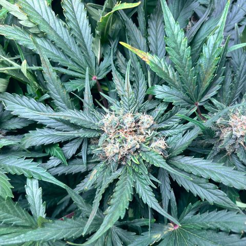 Royal Kush Automatic growlog timeline photo