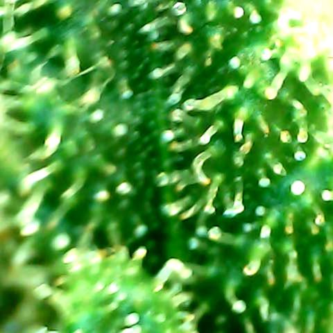 Royal Kush Automatic growlog timeline photo