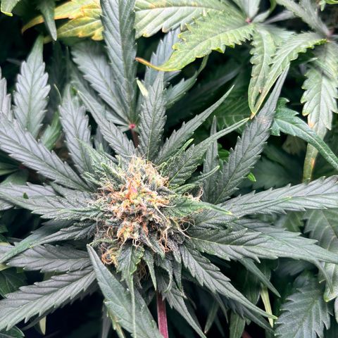 Royal Kush Automatic growlog timeline photo