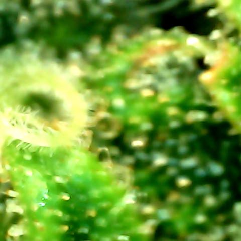 Royal Kush Automatic growlog timeline photo