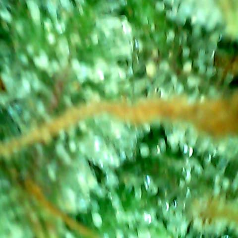 Royal Kush Automatic growlog timeline photo
