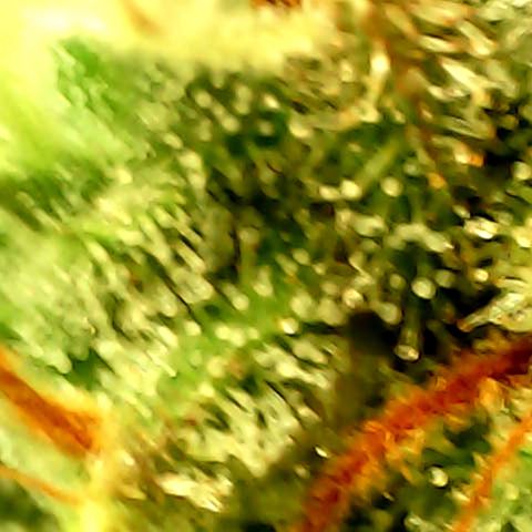 Royal Kush Automatic growlog timeline photo