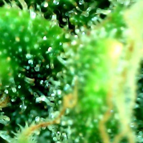 Royal Kush Automatic growlog timeline photo