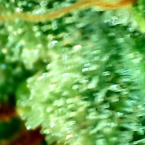 Royal Kush Automatic growlog timeline photo