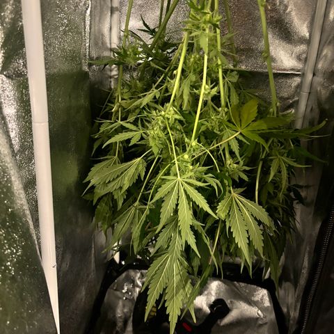 Royal Kush Automatic growlog timeline photo