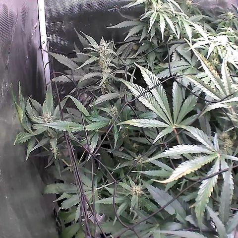 Auto Northern Lights growlog timeline photo