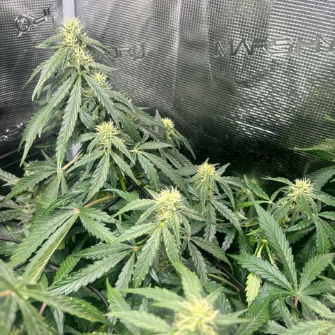 Lemon Wonder Automatic growlog timeline photo