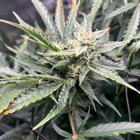 Mimosa Automatic growlog timeline photo