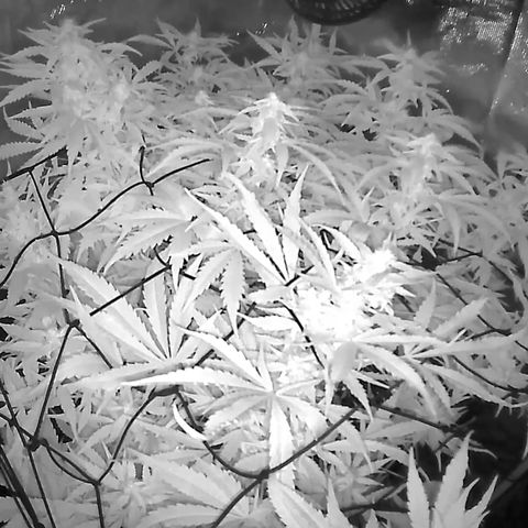 Auto Northern Lights growlog timeline photo