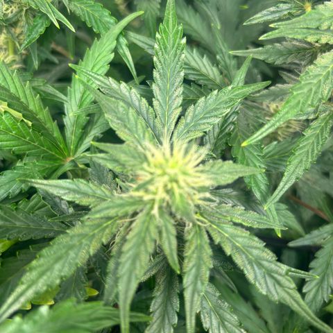 Lemon Wonder Automatic growlog timeline photo