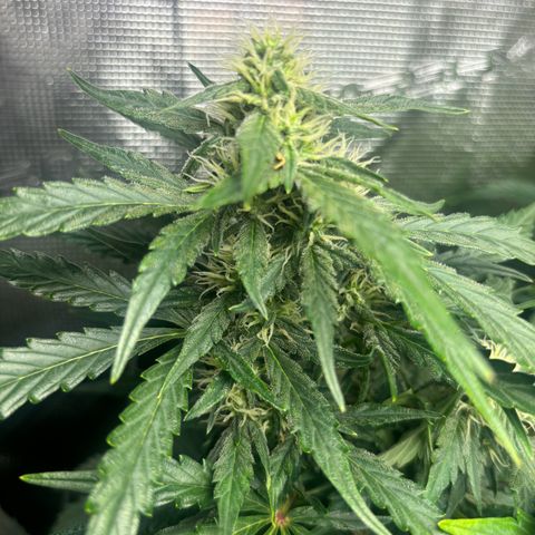 Lemon Wonder Automatic growlog timeline photo