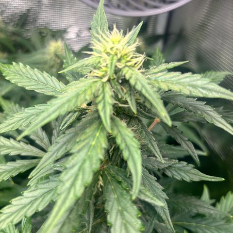 Lemon Wonder Automatic growlog timeline photo