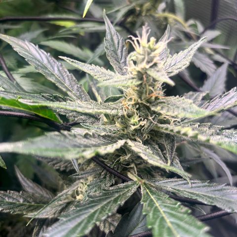 Mimosa Automatic growlog timeline photo