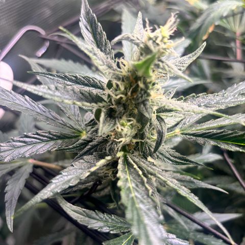 Mimosa Automatic growlog timeline photo