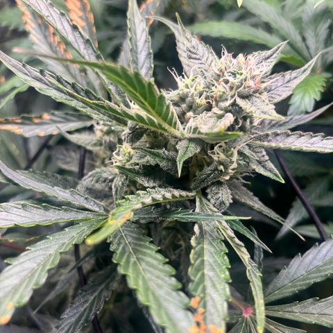 Mimosa Automatic growlog timeline photo