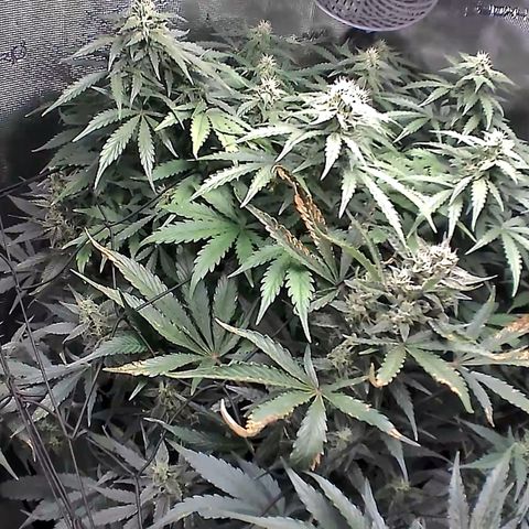 Auto Northern Lights growlog timeline photo