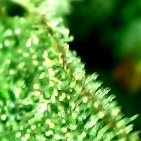 Mimosa Automatic growlog timeline photo