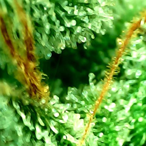 Mimosa Automatic growlog timeline photo