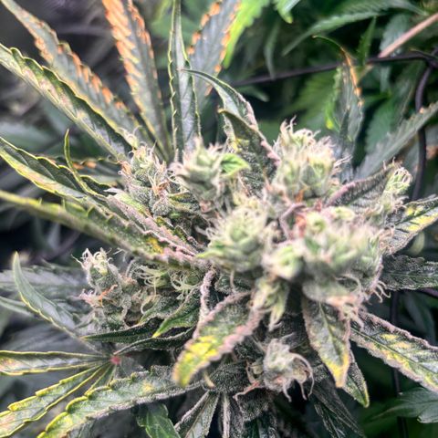 Mimosa Automatic growlog timeline photo