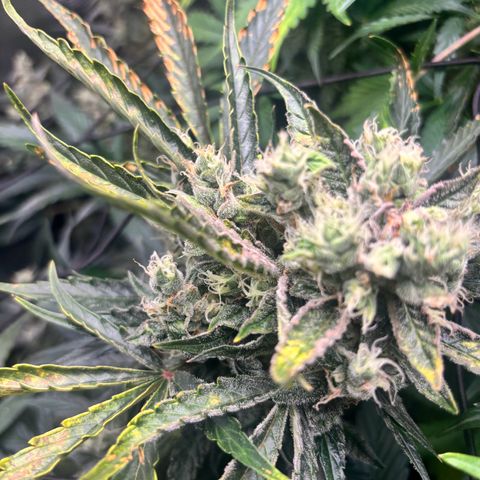 Mimosa Automatic growlog timeline photo