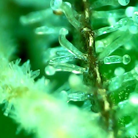 Mimosa Automatic growlog timeline photo