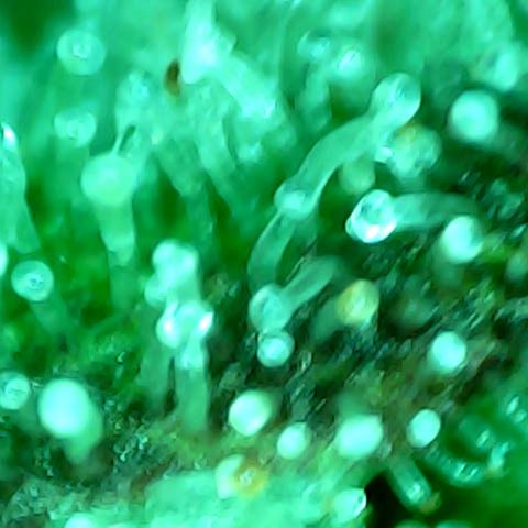 Mimosa Automatic growlog timeline photo