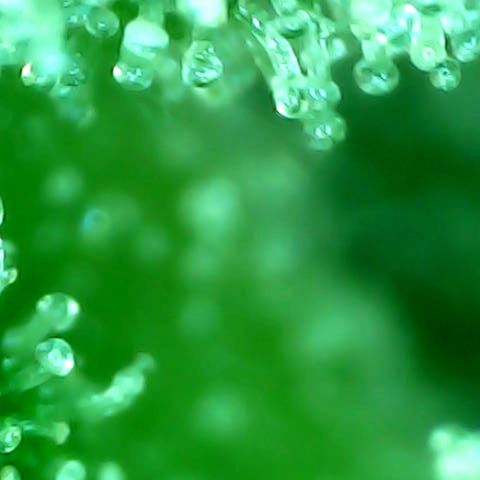 Mimosa Automatic growlog timeline photo