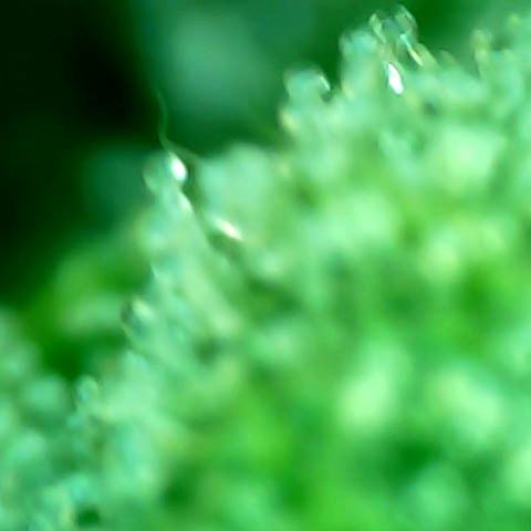 Mimosa Automatic growlog timeline photo