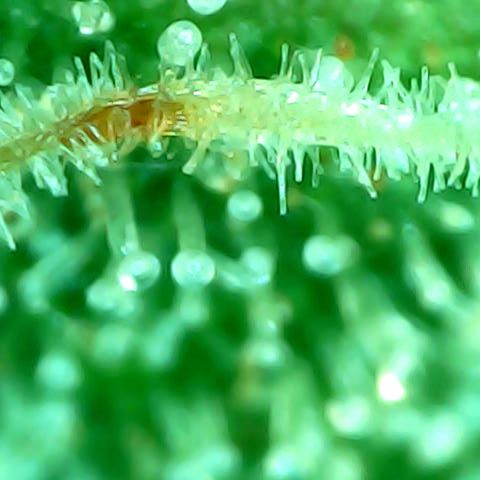 Mimosa Automatic growlog timeline photo
