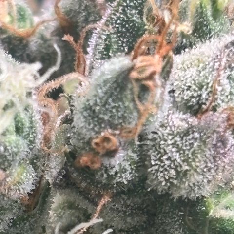 Mimosa Automatic growlog timeline photo