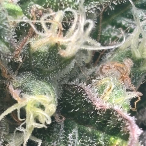 Mimosa Automatic growlog timeline photo