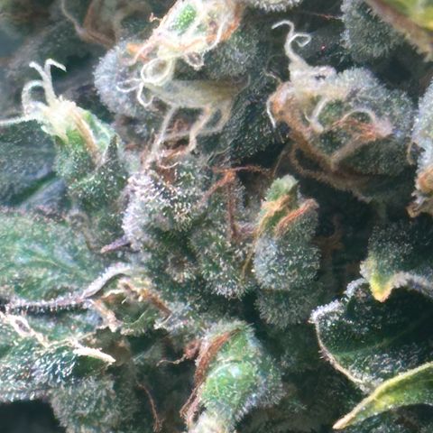 Mimosa Automatic growlog timeline photo