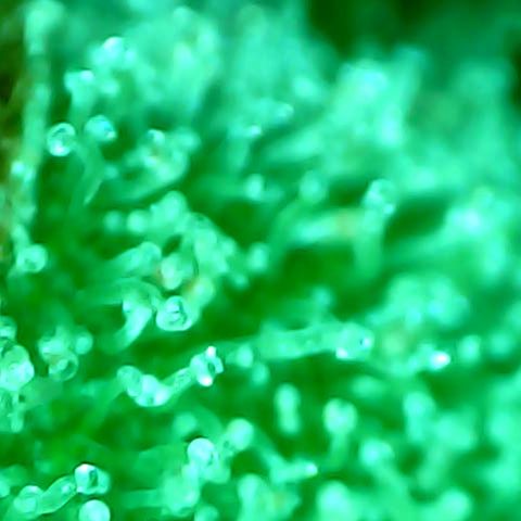 Mimosa Automatic growlog timeline photo