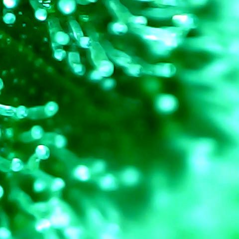 Mimosa Automatic growlog timeline photo