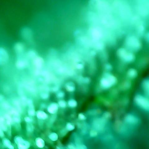 Mimosa Automatic growlog timeline photo